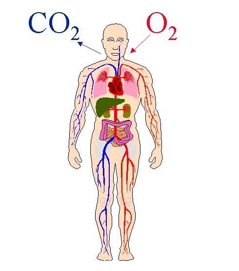 Human body Blood Pressure and oxygen